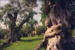 Olive Trees in garden from Cagnes-sur-Mer